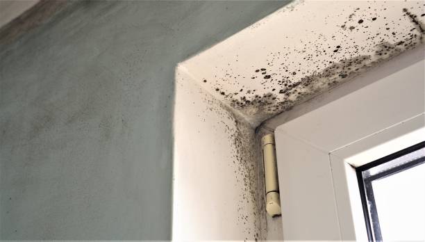Best Air Quality Testing for Mold Spores  in Lake Hamilton, FL