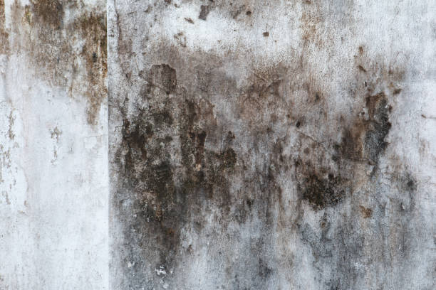 Best Forensic Mold Investigation  in Lake Hamilton, FL
