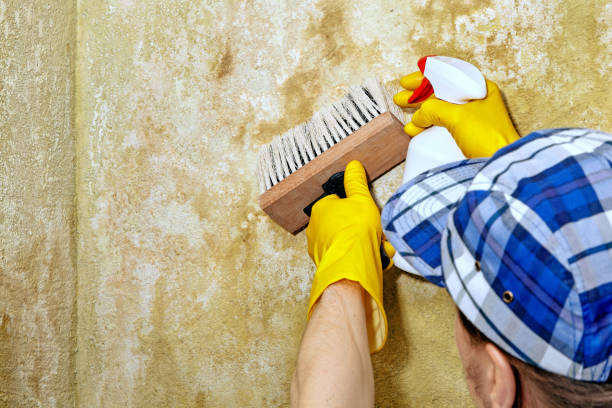 Best Mold-Related Health Consultation  in Lake Hamilton, FL