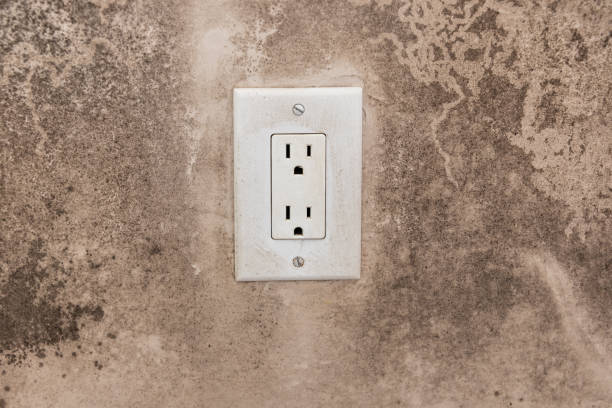  Lake Hamilton, FL Mold Removal Pros