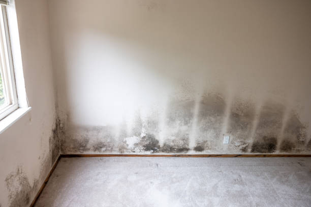 Reliable Lake Hamilton, FL Mold Removal Solutions