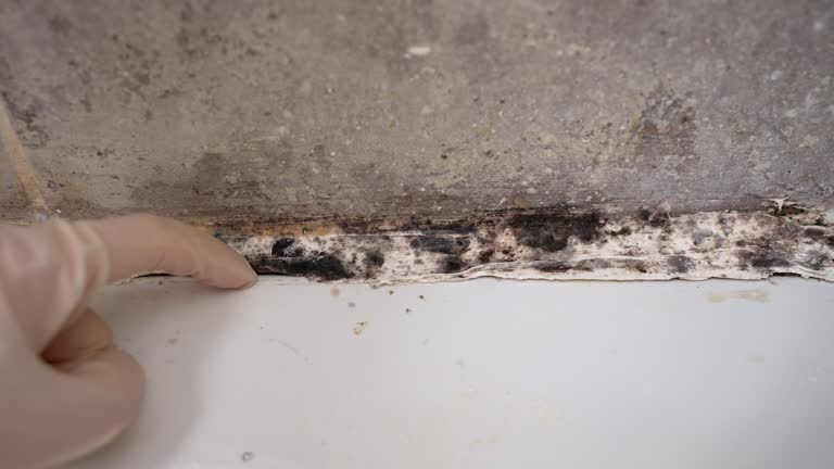 Best Basement Mold Removal  in Lake Hamilton, FL